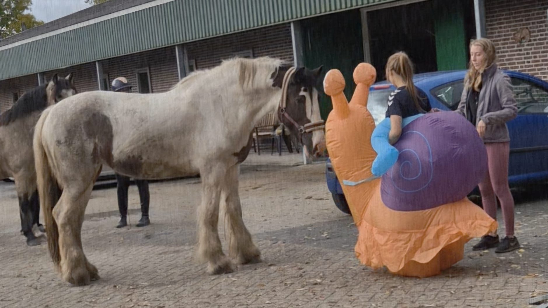Evenementen en feestjes - Stoeterij Ruijs